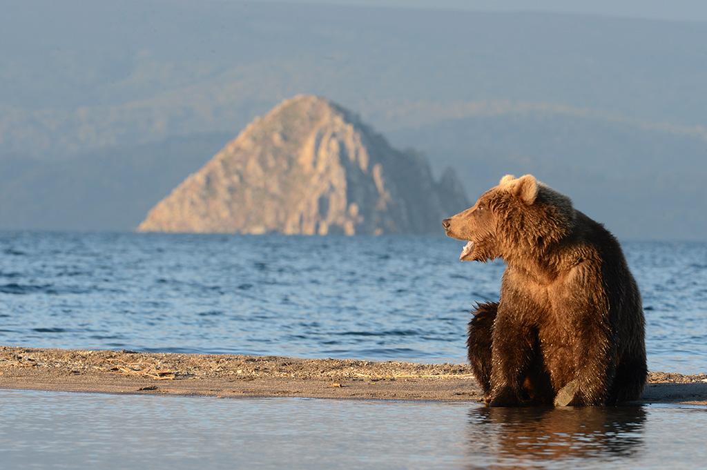 Где живет камчатский медведь. Сердце Алаида на Камчатке. Бурый медведь Камчатки. Камчатский бурый медведь. Курильское озеро Камчатка.