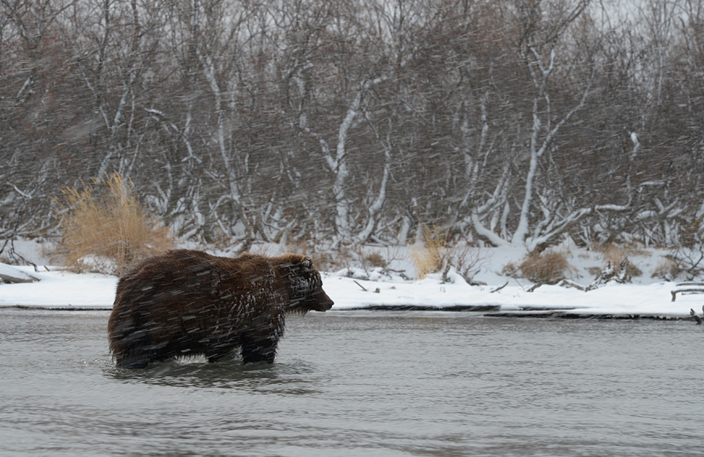 Погода медведов. Южно-Камчатский федеральный заказник. Медведь на Курильском озере зимой. Погода и медведь.