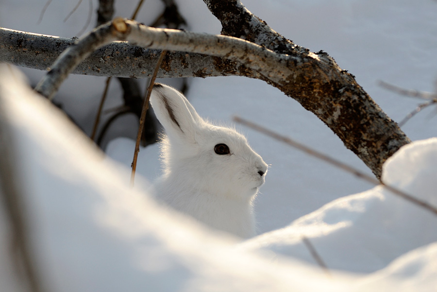 Выскочил зайчик. Заяц зимой. Заяц на снегу. Зайчик зимой. Заяц под кустом зимой.