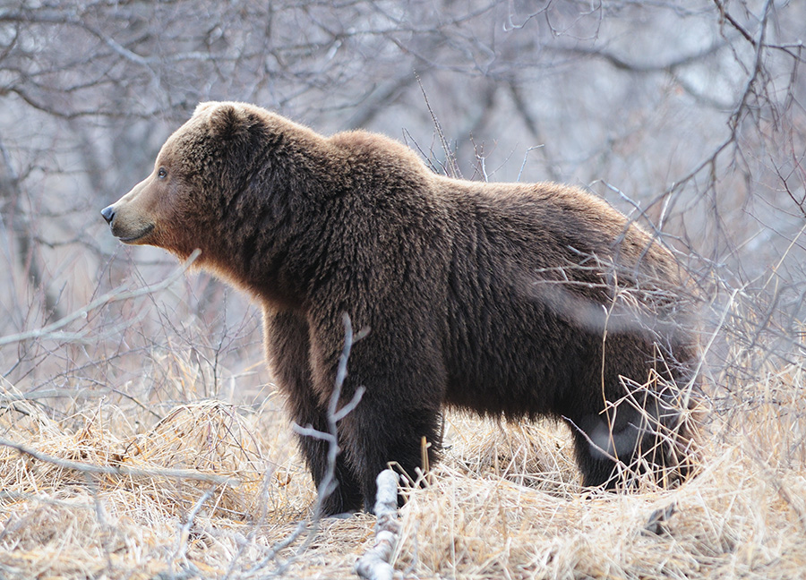 Канадская рысь бурый медведь лось. Бурый медведь в Удмуртии. Дикие животные Удмуртии. Бурый медведь и Лось. Камчатский бурый медведь.