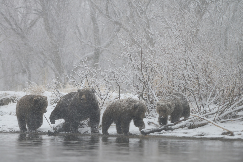 Погода медведов. Камчатский медведь зима. Камчатка зимой медведи. Медведи на Камчатке зима. Медведи на Камчатке в городе.